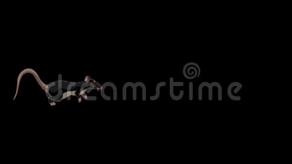 黑老鼠运行动画阿尔法马特视频的预览图