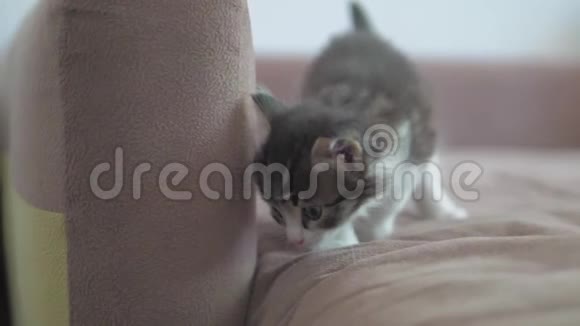 小猫走在沙发上小心慢动作视频小猫玩生活方式概念视频的预览图