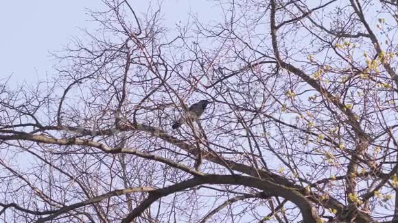乌鸦坐在树上然后慢腾腾地飞视频的预览图
