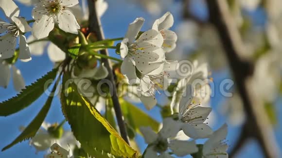 盛开的樱花枝在蓝天上随风摇曳视频的预览图