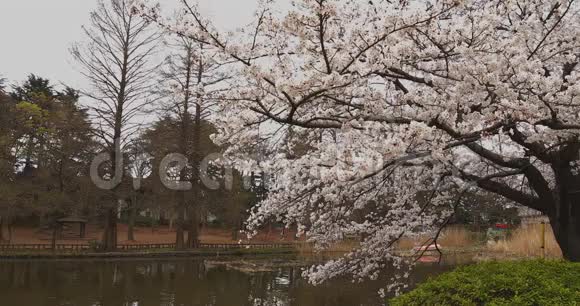 公园里的樱花白天多云大片视频的预览图