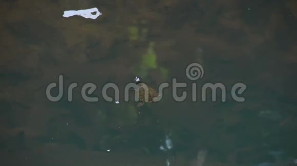 小海龟在澳大利亚昆士兰的任务海滩快速游泳视频的预览图