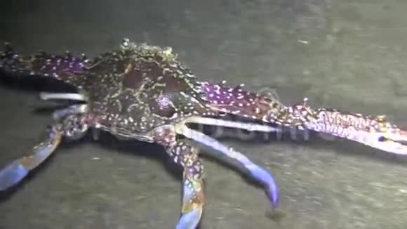 伦贝海峡夜间沙中的血斑游蟹视频的预览图