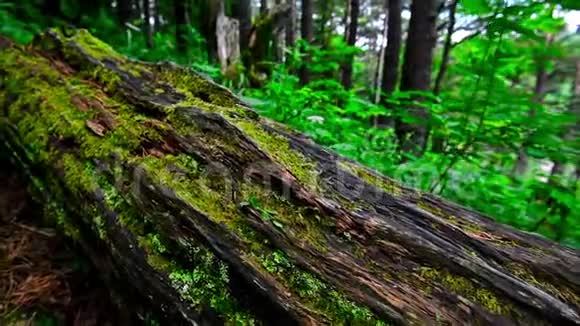 绿色森林和苔藓原木的风景视频的预览图