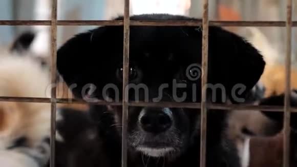 栅栏后面悲伤的混合犬画像狗在收容所或动物托儿所动物避难所概念视频的预览图