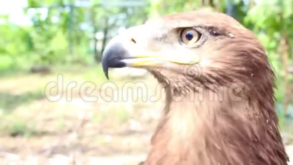 动物园骄傲的鹰的足迹视频的预览图