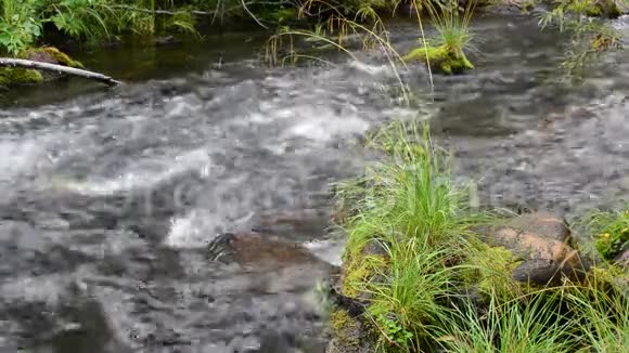 溪淡水自然场景视频的预览图