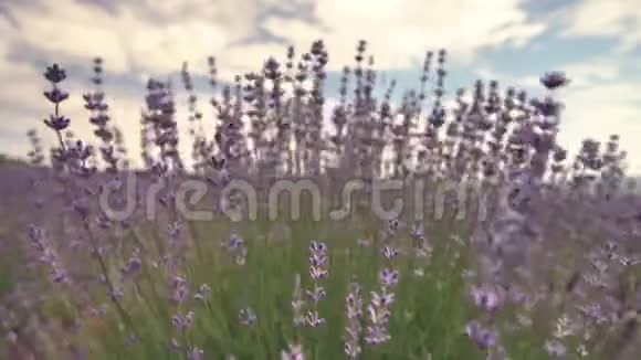 在法国普罗旺斯的一片田野上蓝蓝的天空和云的背景下盛开的薰衣草花紧凑着视频的预览图