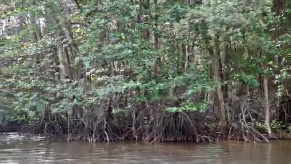 泰国的红树林视频的预览图