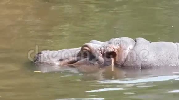 4K河马哺乳动物自然河中视频的预览图