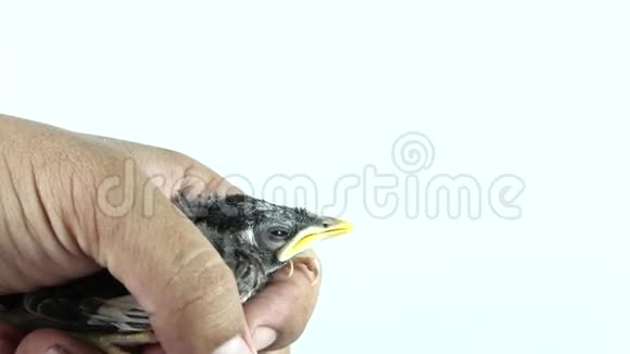 用注射器喂鸟视频的预览图