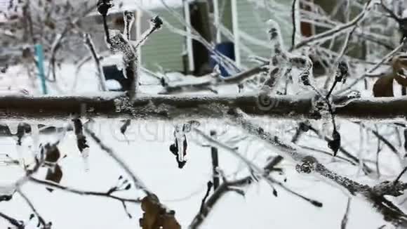 花园冬天的植物枝条结冰视频的预览图