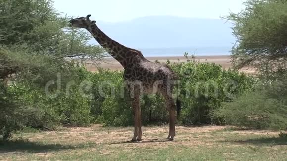 长颈鹿吃树上的叶子视频的预览图
