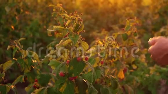一只雌性手的特写在日落的背景下轻轻地从灌木丛中摘下成熟的覆盆子收获视频的预览图