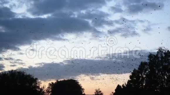 成千上万的鸟儿在天空中飞翔视频的预览图
