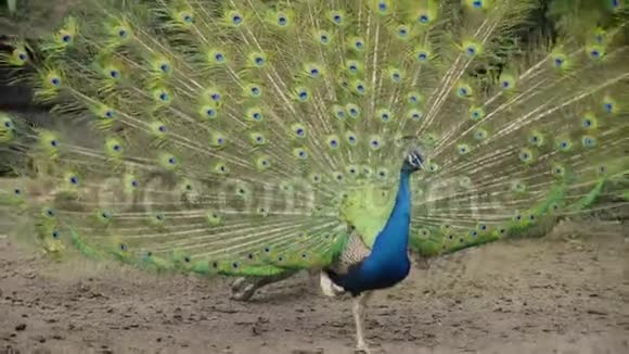 五颜六色的孔雀鸟在公园里散步视频的预览图