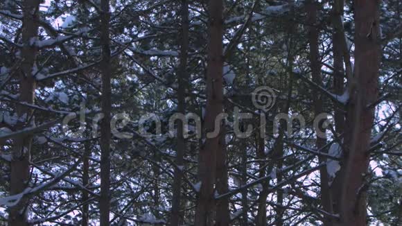 有森林阳光和雪的冬季乡村景观视频的预览图