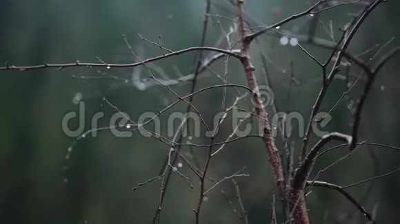 雨滴在树上轻柔缓慢地移动视频的预览图
