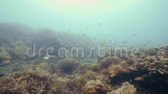 热带鱼在海底的珊瑚礁上游泳珊瑚礁和蓝色海水中的游鱼视频的预览图