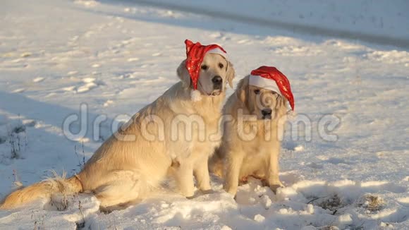 两只狗是戴着圣诞红帽子的金毛猎犬猎犬从另一只身上取下帽子视频的预览图