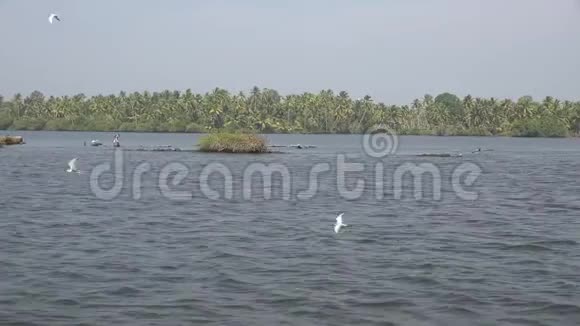美丽的野生自然4k海景平静泻湖与热带岛屿的背景在喀拉拉背水印度视频的预览图