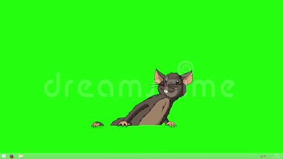 布朗老鼠爬出来吃奶酪动画Chroma键视频的预览图