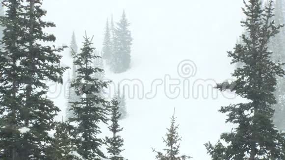 暴风雪中山上的松树视频的预览图