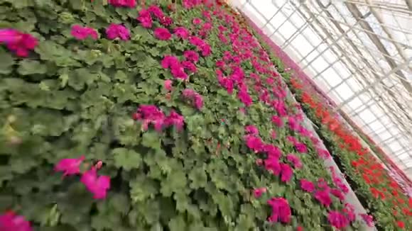 温室里有盛开的天竺葵花盘温室里有红色的花出售的花培育房子的花视频的预览图
