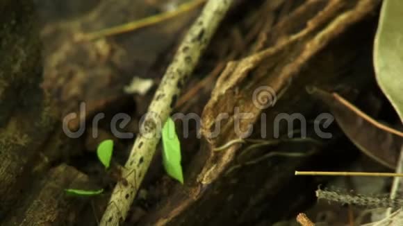 切叶蚂蚁在树枝上移动视频的预览图