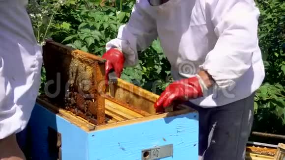 蜜蜂在日记里两个养蜂人在养蜂场生产蜂蜜视频的预览图