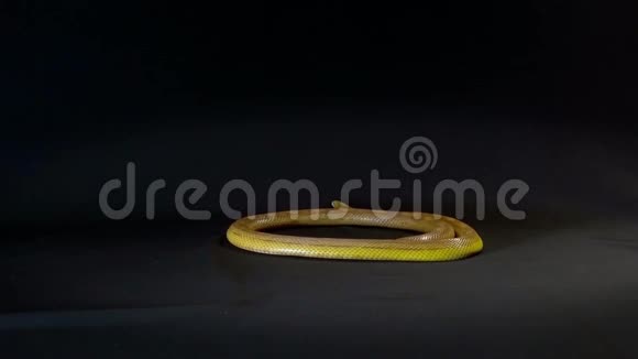 玉米蛇视频的预览图
