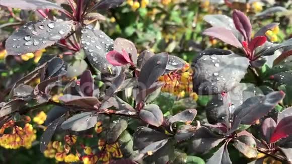 开花灌木春天嫩绿的叶子和美丽的小黄花有红色的补丁视频的预览图