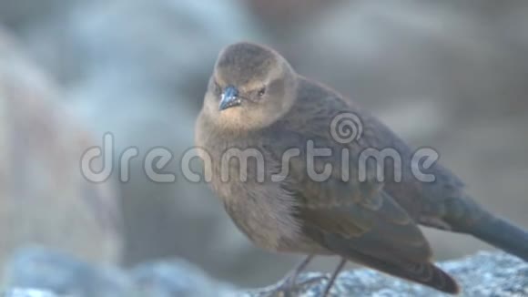 美国加利福尼亚州西海岸小鸟制造噪音视频的预览图