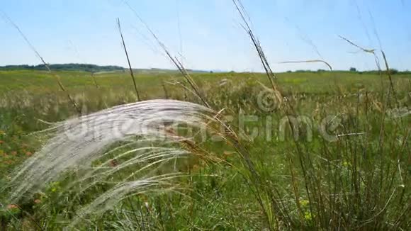 草甸与羽毛草移动在风斯蒂帕潘纳塔俗称欧洲羽毛草或孤儿视频的预览图