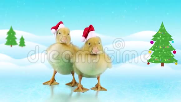 两只戴着圣诞老人帽子的滑稽小鸭子张开嘴打哈欠视频的预览图