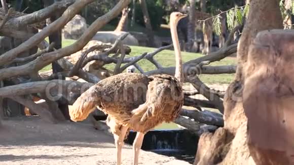西班牙巴伦西亚市动物园里的动物鸵鸟视频的预览图