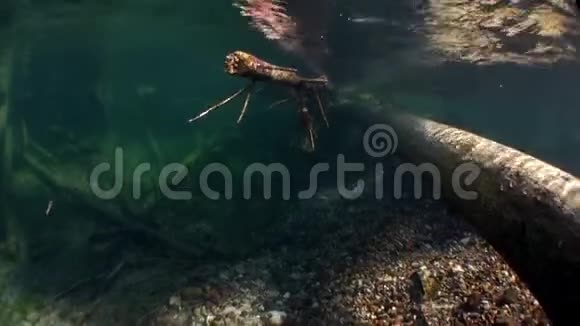在俄罗斯西伯利亚的莱纳河水中的阳光下进行水下测井视频的预览图