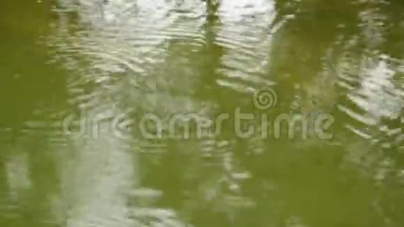 雨滴的涟漪在池塘里扩散视频的预览图