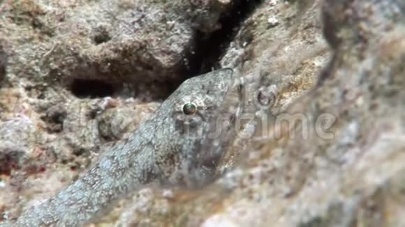 蜥蜴科鱼类在珊瑚水下掩映视频的预览图