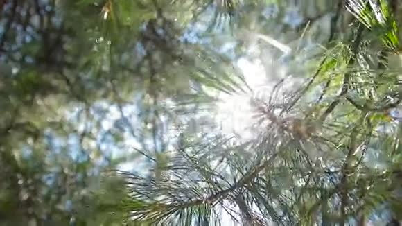 阳光透过松林发光视频的预览图
