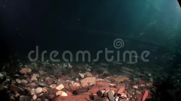 俄罗斯西伯利亚莱纳河水下鳟鱼学校视频的预览图