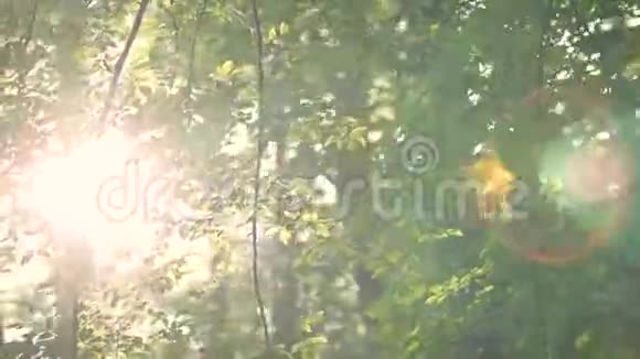 树林里的晨光视频的预览图