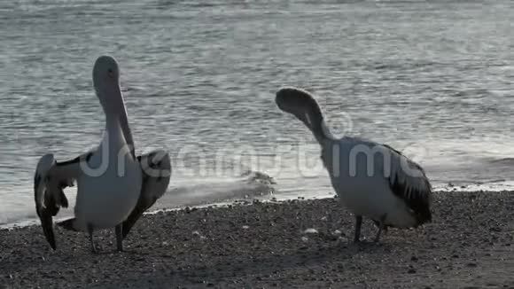 早上在猴苗鲨鱼湾国家公园沙滩上晾晒和清洗视频的预览图
