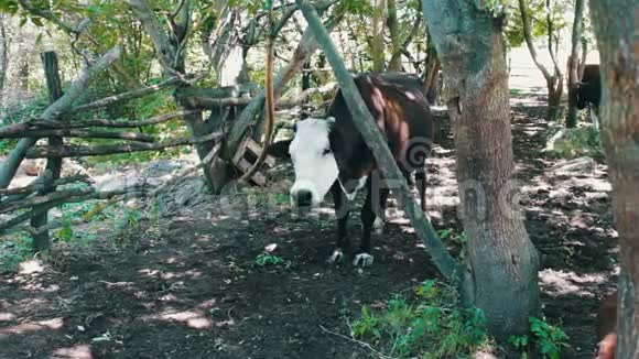 许多牛歇在笔影里奶牛躺在地上睡觉视频的预览图