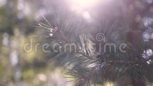 树林中的针叶树视频的预览图