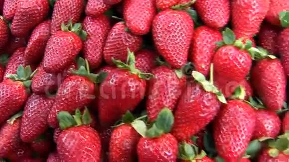 新鲜草莓视频的预览图