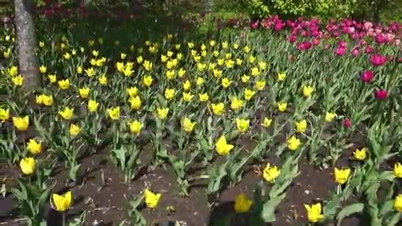 美丽的春天公园被鲜花和黄色郁金香覆盖视频的预览图