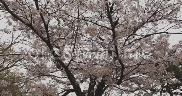 公园里的樱花白天多云大片视频的预览图