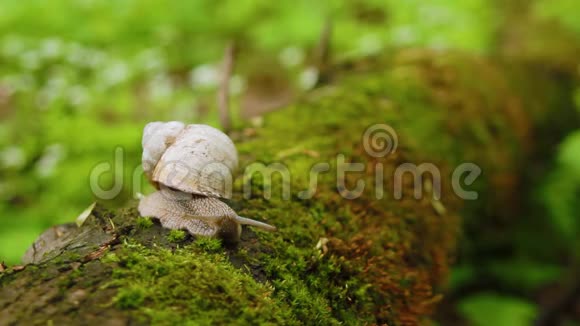 蜗牛爬过森林里的苔藓视频的预览图