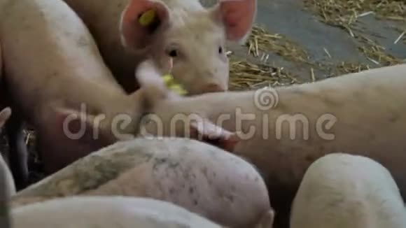 农场里的小猪畜牧业生产遗传资源的猪场视频的预览图